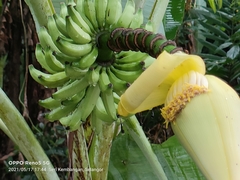 Musa acuminata flava