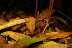 Corybas globulus