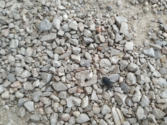 Coleoptera