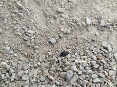 Coleoptera