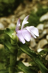 Roscoea purpurea