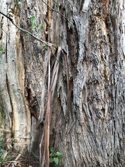 Eucalyptus cypellocarpa