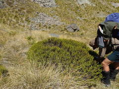 Veronica pauciramosa