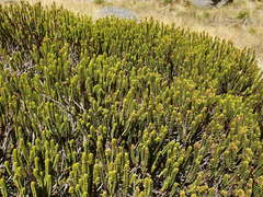 Veronica pauciramosa