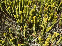 Veronica pauciramosa