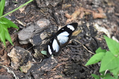 Hypolimnas anthedon wahlbergi