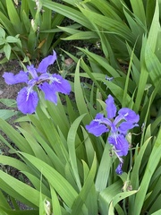 Iris tectorum