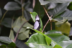 Hypolimnas anthedon wahlbergi