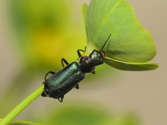 Clanoptilus abdominalis