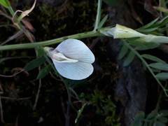 Vicia lutea