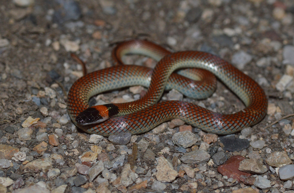 Red-Naped Snake