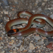 Red-naped Snake - Photo (c) Alexandre Roux, some rights reserved (CC BY-NC-SA)