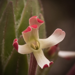 Zaluzianskya microsiphon