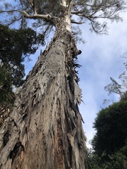 Eucalyptus cypellocarpa