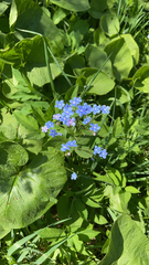 Brunnera sibirica