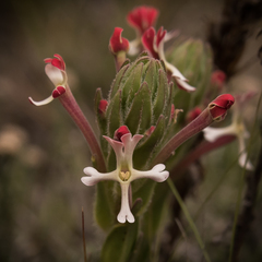 Zaluzianskya microsiphon
