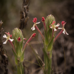 Zaluzianskya microsiphon