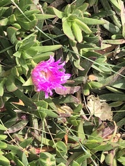 Carpobrotus glaucescens