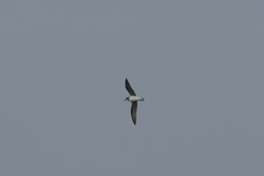Pterodroma mollis