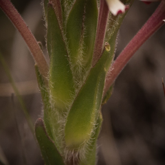 Zaluzianskya microsiphon
