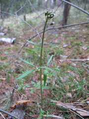 Cardamine trifida