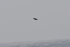 Anthus novaeseelandiae