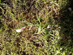 Vicia lutea