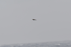 Anthus novaeseelandiae