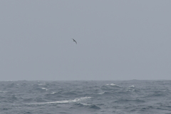 Pterodroma inexpectata