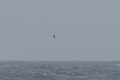 Pterodroma inexpectata