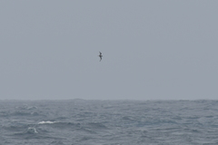 Pterodroma inexpectata