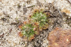 Drosera platystigma