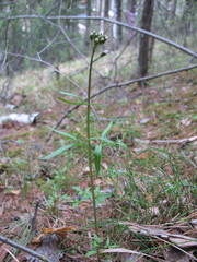Cardamine trifida