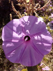 Ipomoea crinicalyx
