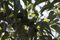 Melithreptus chloropsis