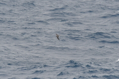 Pterodroma mollis