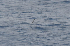 Pterodroma mollis