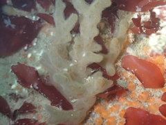 Stolonica socialis