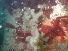 Stolonica socialis