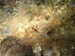 Neopentadactyla mixta