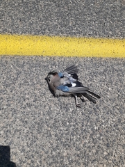 Garrulus glandarius atricapillus