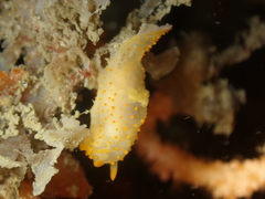 Crimora papillata