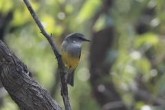 Eopsaltria griseogularis