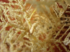 Hydrallmania falcata