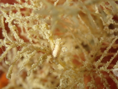 Hydrallmania falcata