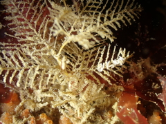 Hydrallmania falcata