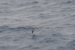 Pterodroma mollis
