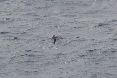 Pterodroma mollis