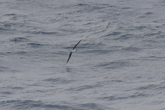 Pterodroma mollis