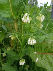Symphytum officinale